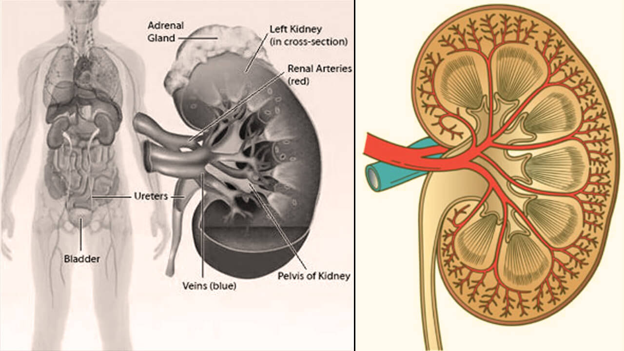 kidneys-structure-functions-and-disorders-the-human-excretory-organ