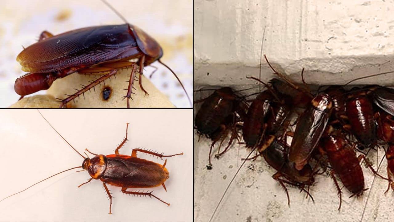 Ways to Get Rid of Cockroaches in The Kitchen Cabinets