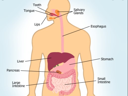Facts About Digestive System