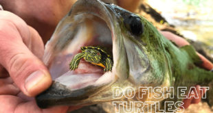 Do fish eat turtles