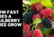 How fast does a mulberry tree grow