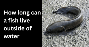 How long can a fish live outside of water