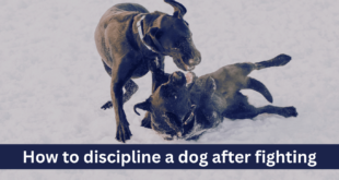 How to discipline a dog after fighting