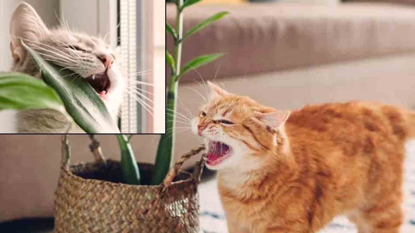Are zee zee plant toxic to cats