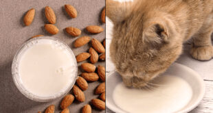 Can cats drink almond milk