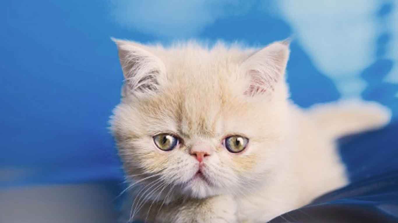 How to Choose the Perfect Cat Breed for Your Lifestyle