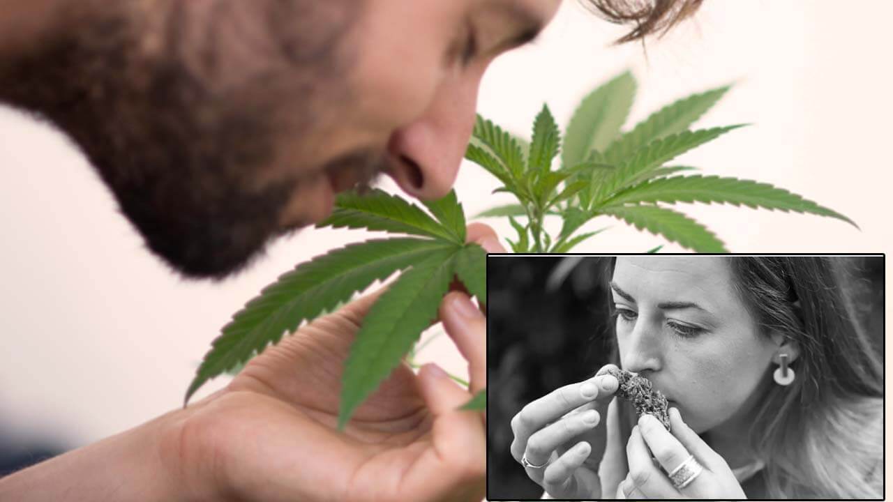 How to get rid of weed smell