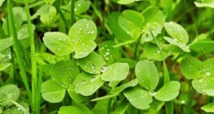 When to plant clover?